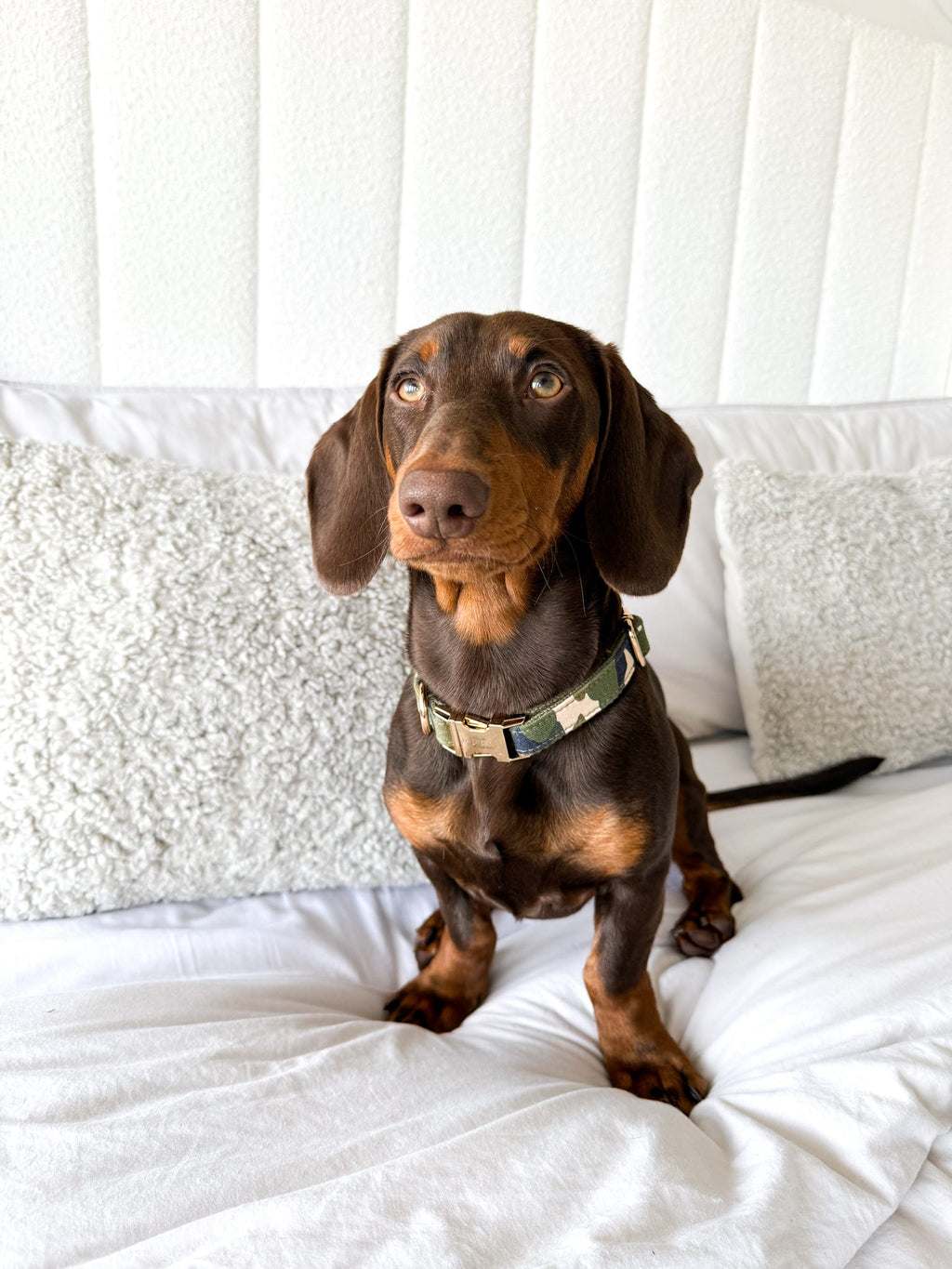 Camouflage Collar