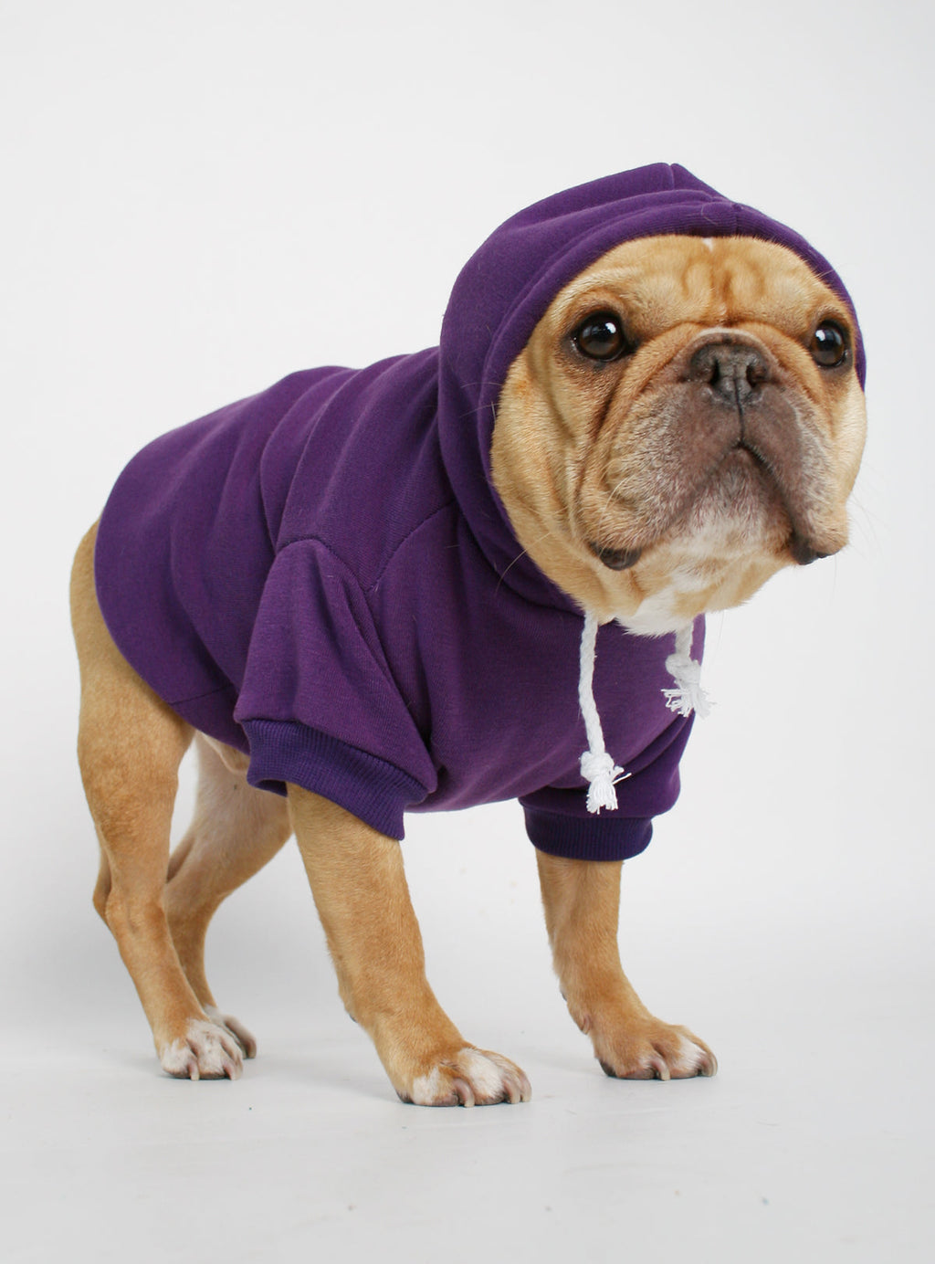 The Jasper Dog Hoodie