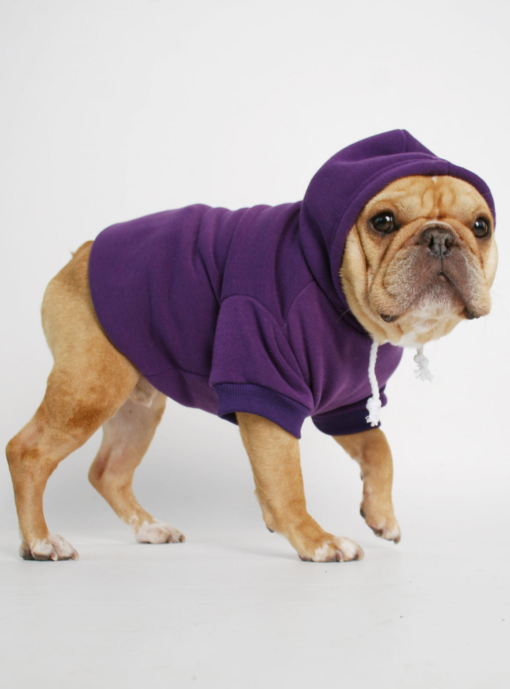 The Jasper Dog Hoodie