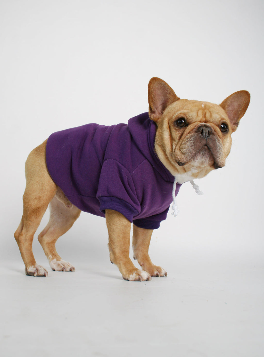 The Jasper Dog Hoodie