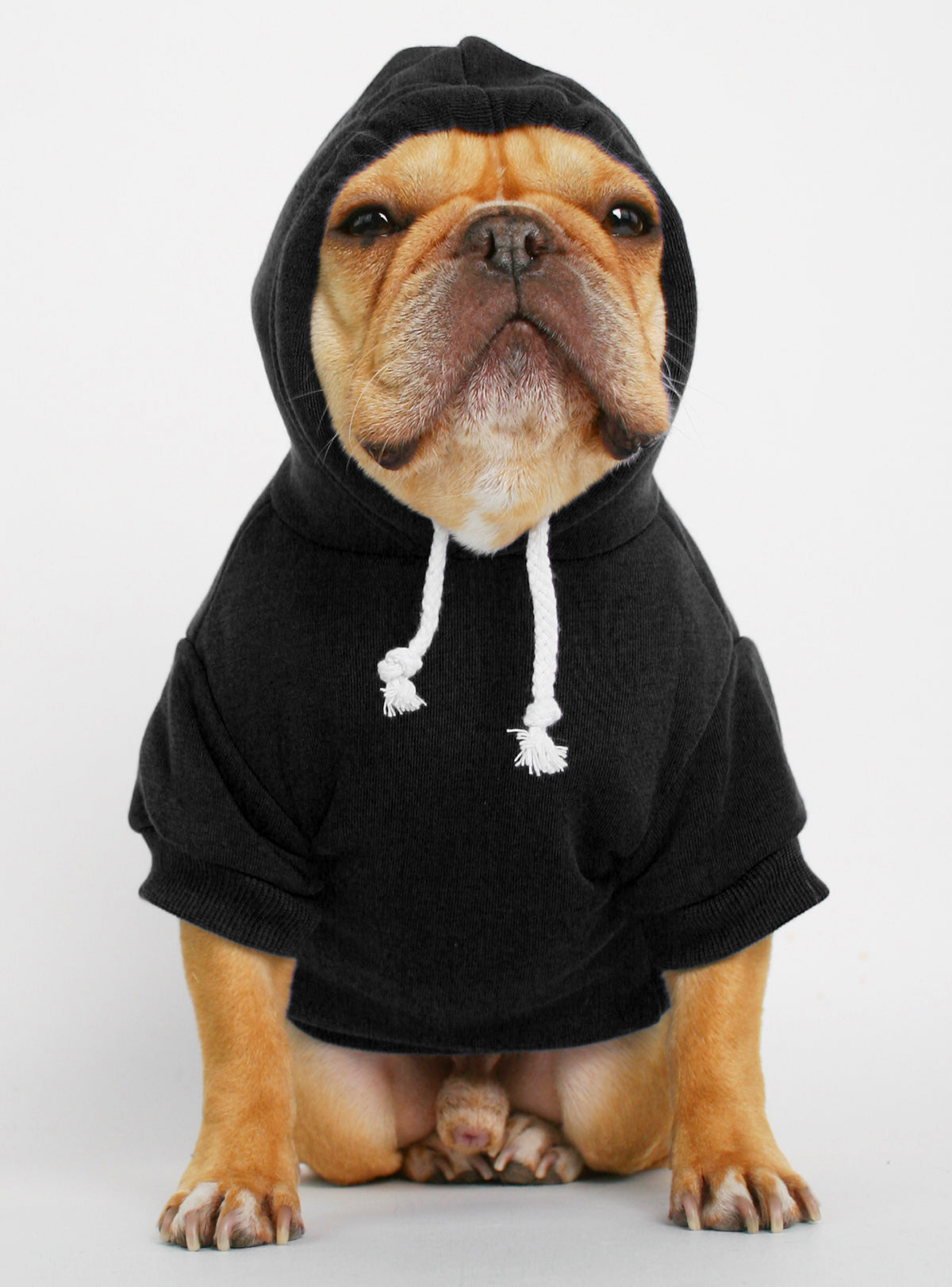 The Jasper Dog Hoodie