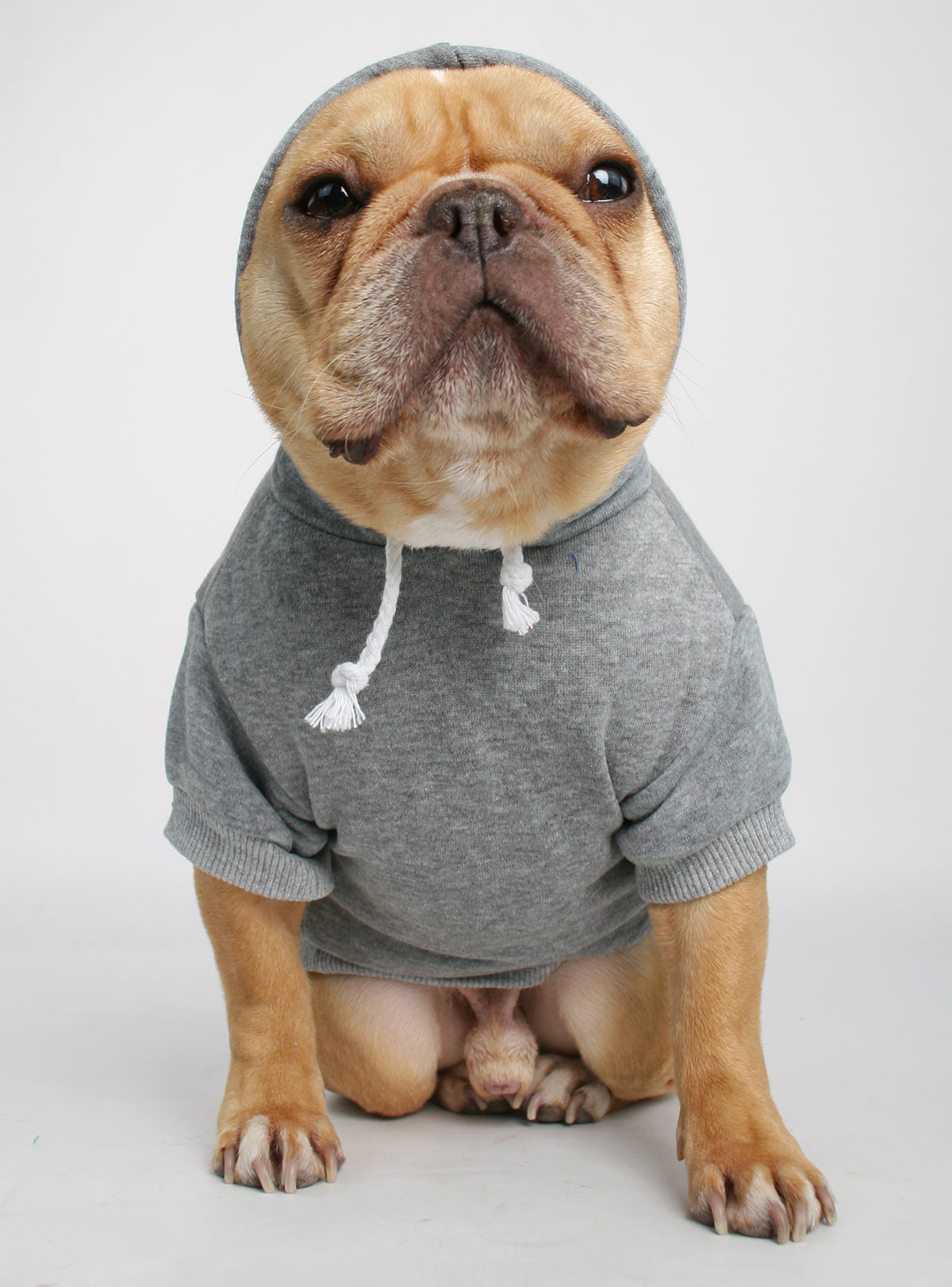 The Jasper Dog Hoodie