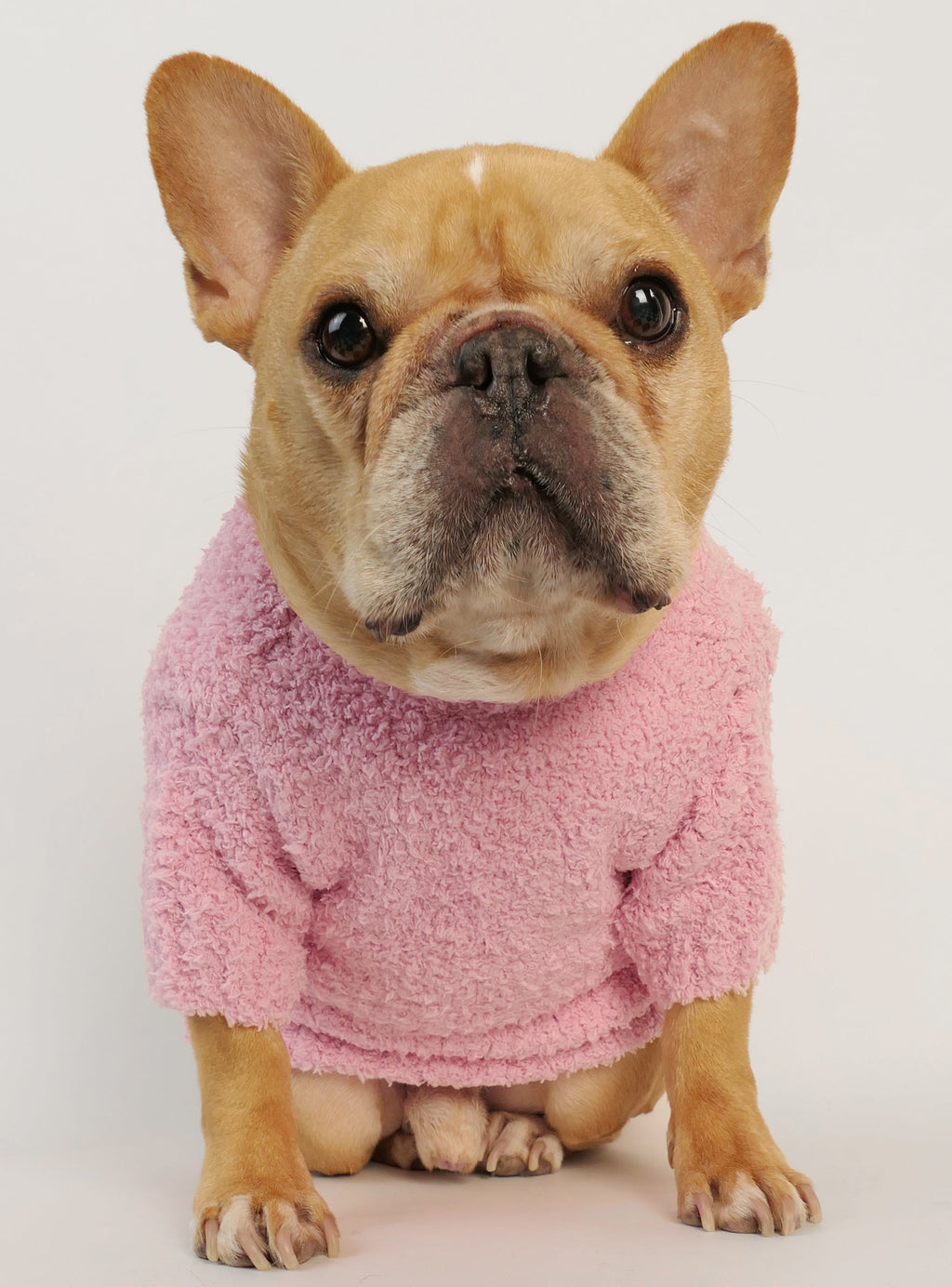 Coco Dog Sweater