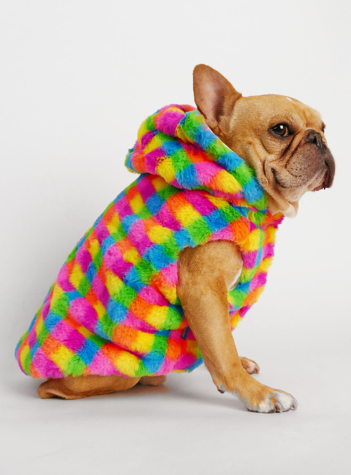 Technicolor Dog Hoodie